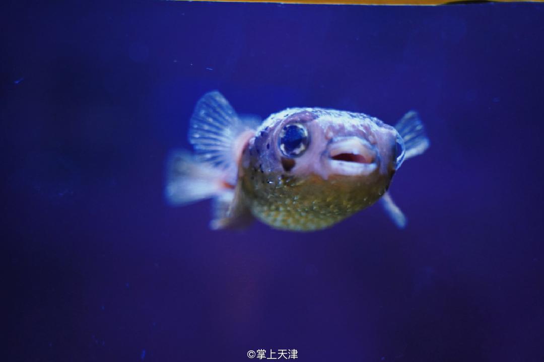 天津海昌极地海洋世界年票,天津海昌极地海洋99票价真实性