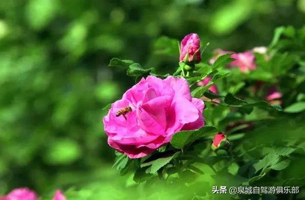 济南周边自驾1-2小时的好去处,2021济南出发五一自驾游推荐