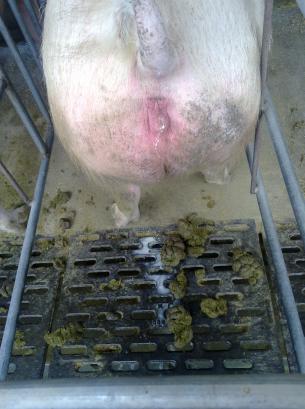 母猪流出黄色粘液多久能产,后备母猪排出乳白色的东西