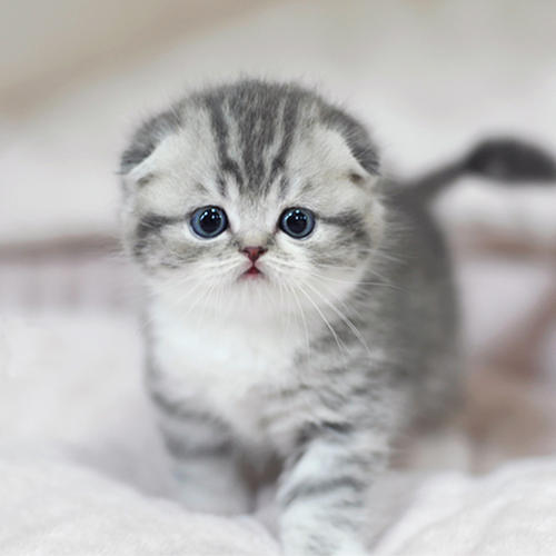 猫咪品种大全及图片与介绍,白色带渐黄短毛猫咪品种大全