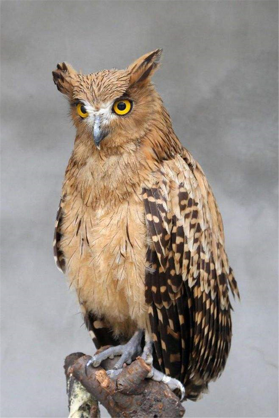 汉中现兔耳朵猛禽，长腿长爪，捕猎前先清理爪子，捕豪猪不怕被刺