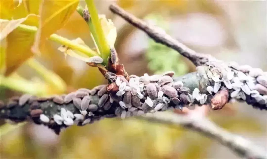 果树上蚧壳虫怎样彻底消灭,果树白色蚧壳虫怎样彻底消灭
