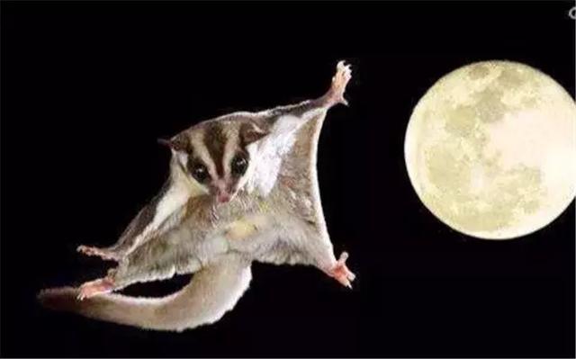 寒号鸟科普视频,寒号鸟和老鼠的区别