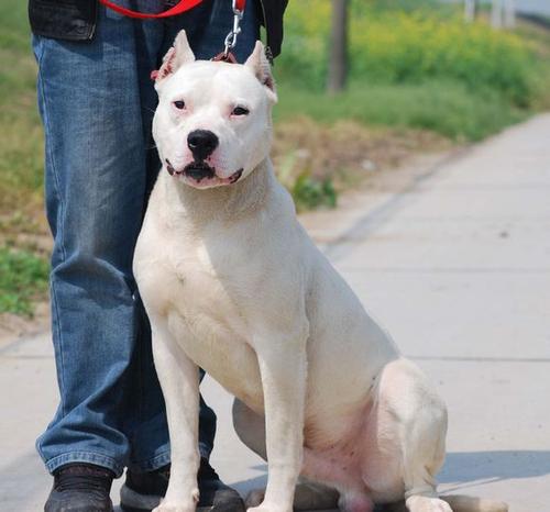 可以保护主人的四种猛犬,十大最佳保护主人的中型犬