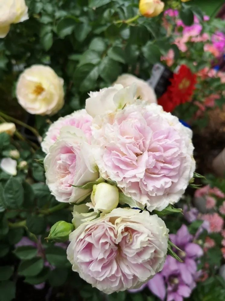 这个花展上的新优品种，为什么这么美？