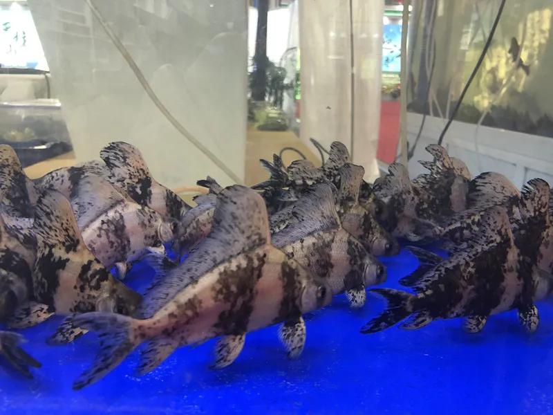 合肥农交会东西便宜吗,合肥农交会上的特产