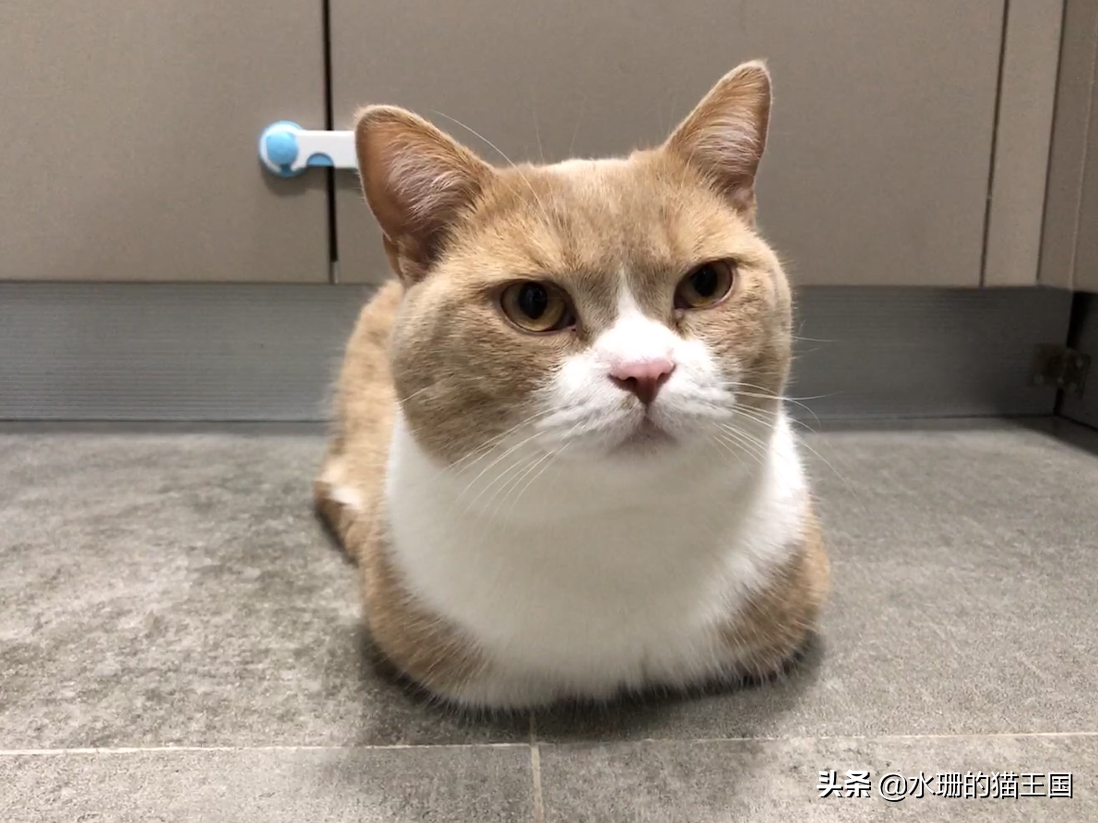 如何训练猫学会一些动作,怎么驯猫入厕的方法和技巧