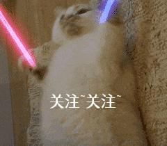 棕色泰迪配什么色泰迪比较好看,泰迪颜色好看排名