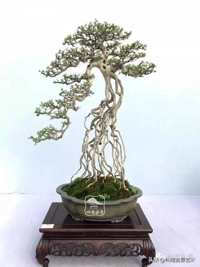 以根代杆下细上粗式盆景图片,十种适合吊着养的盆景