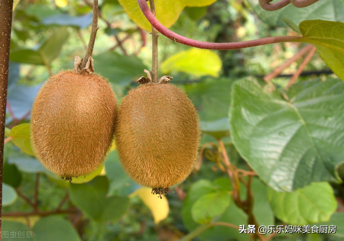 秋果吃多了会怎么样,常吃秋果有什么好处