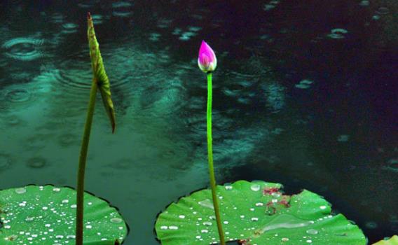 顺其自然静默安然,顺其自然安然自在