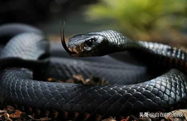 如何防止毒蛇靠近,毒蛇最怕什么毒蛇的克星是什么