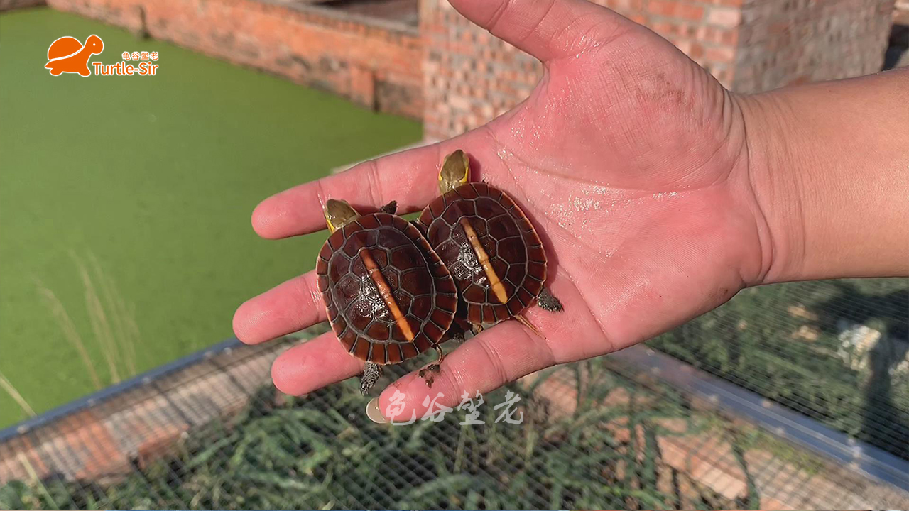 黄缘龟壳越养越淡,黄缘龟裙边甲颜色淡