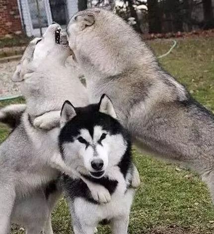 有些狗子玩着玩着就打架了,有些狗子表面上人畜无害吵起架来