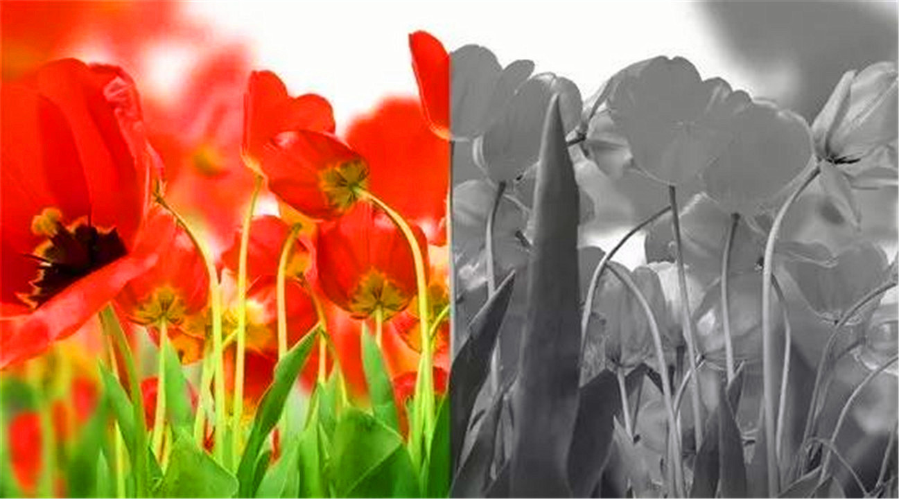 色盲与正常人眼中的世界的区别,色盲和普通人眼中的世界对比