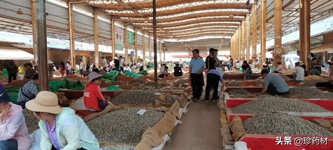 药材市场今日观察第五期,药材市场每日观察二十四期