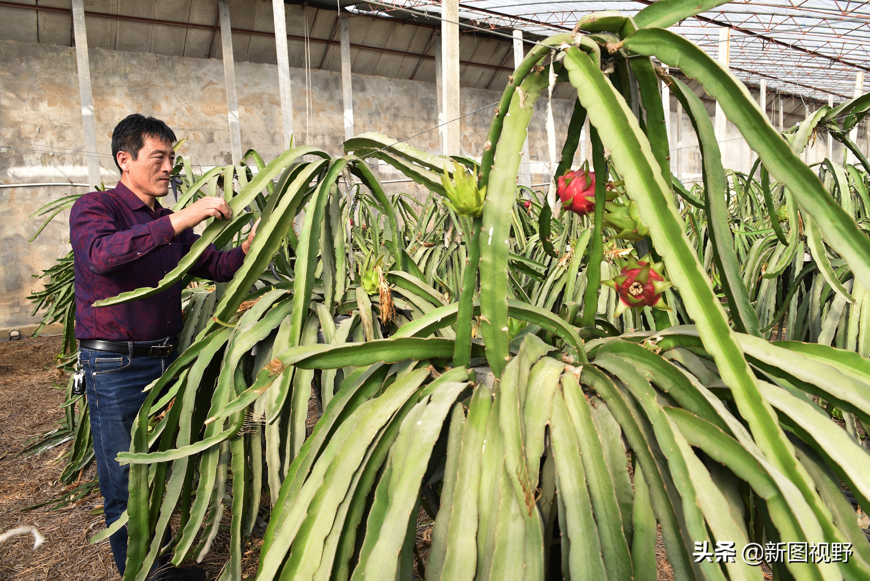农村大哥吃火龙果,农村大哥种菜一年12万