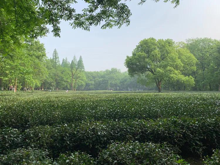 龙井村九溪十八涧徒步最佳路线图,九溪十八涧只有龙井村一个出口吗