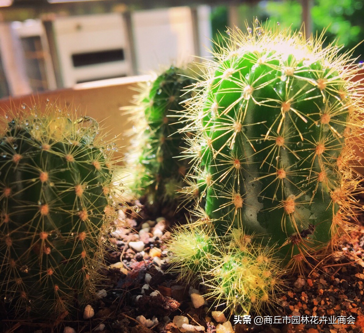 养花须谨慎,养花避免有虫