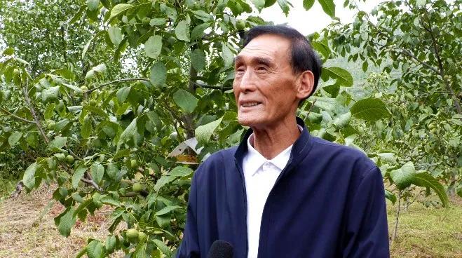 邯郸白露,涉县白露打核桃视频