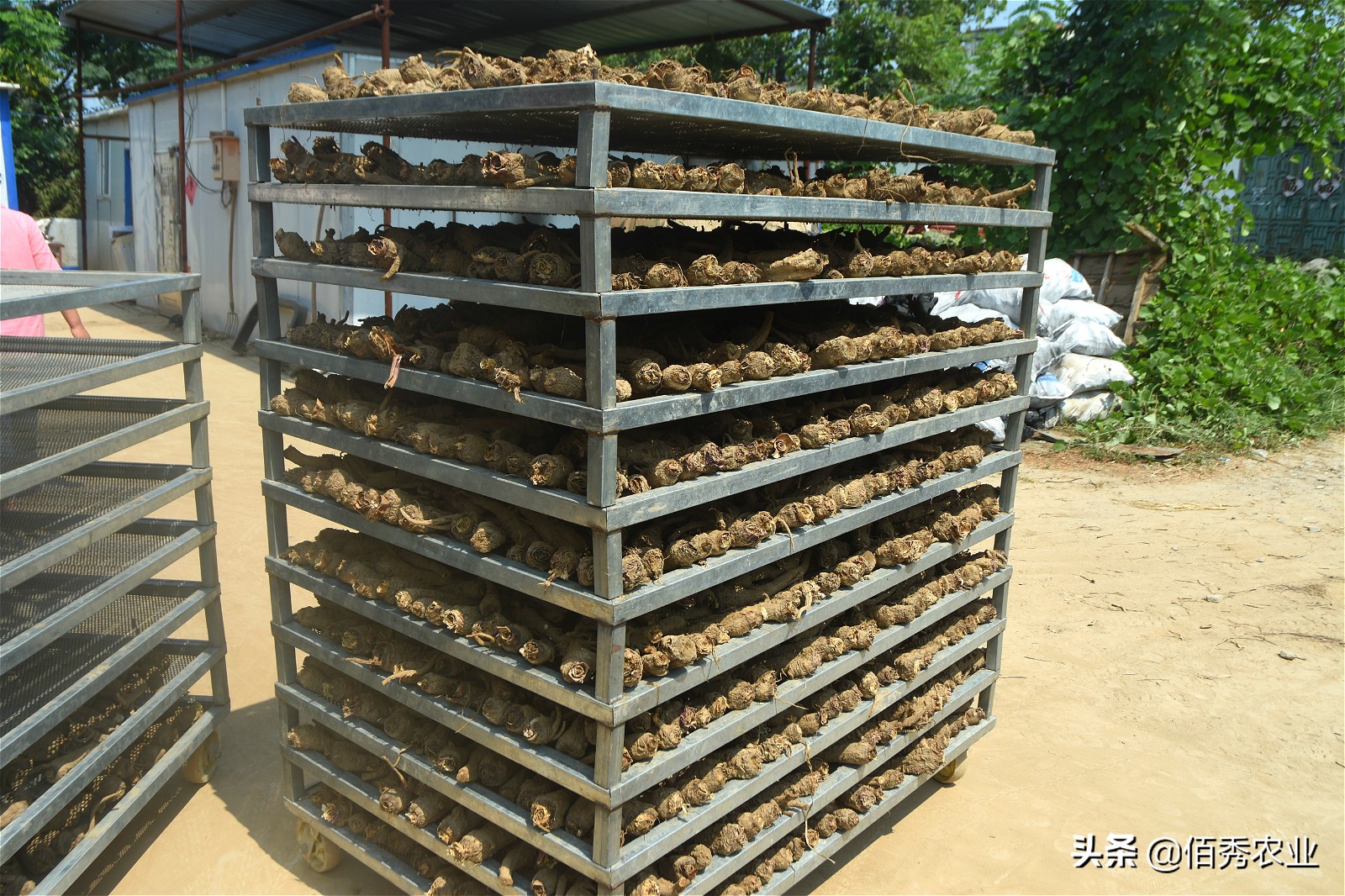 种植中药材一亩赚1万,中药材种植收益如何分配