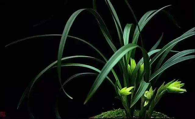 兰花生病长虫怎么办？养兰必知的病虫害和防治方法