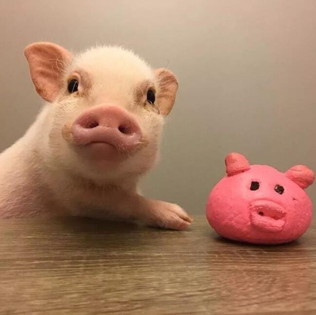 笑话十则你个死鬼也不来帮一把,笑话十则笑翻天