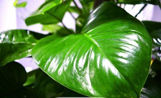 用水瓶培育绿萝,怎样用塑料瓶养吊起来的绿萝