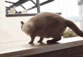 我的猫掉下楼死了怎么办,我的猫跳楼死了