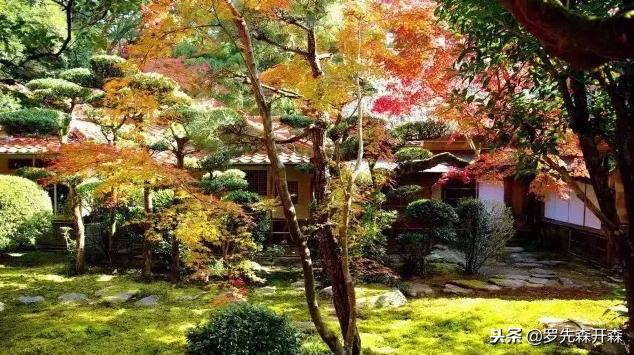 景观木庭院,日式庭院景观树高端大气上档次