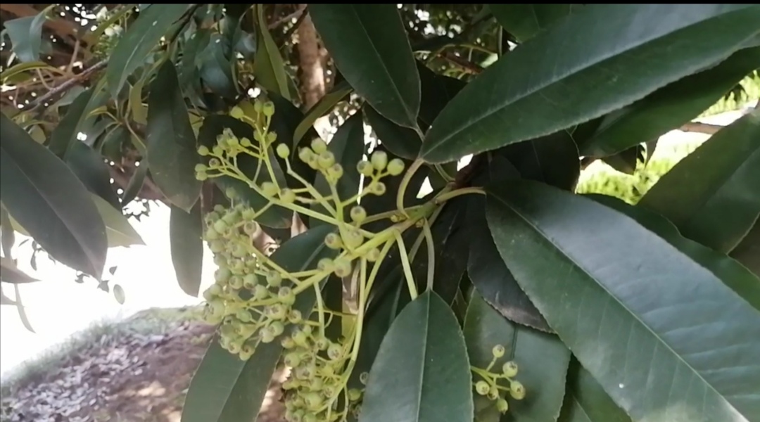 桂花怎么会变石楠花呢,有没有哪种桂花不会开花