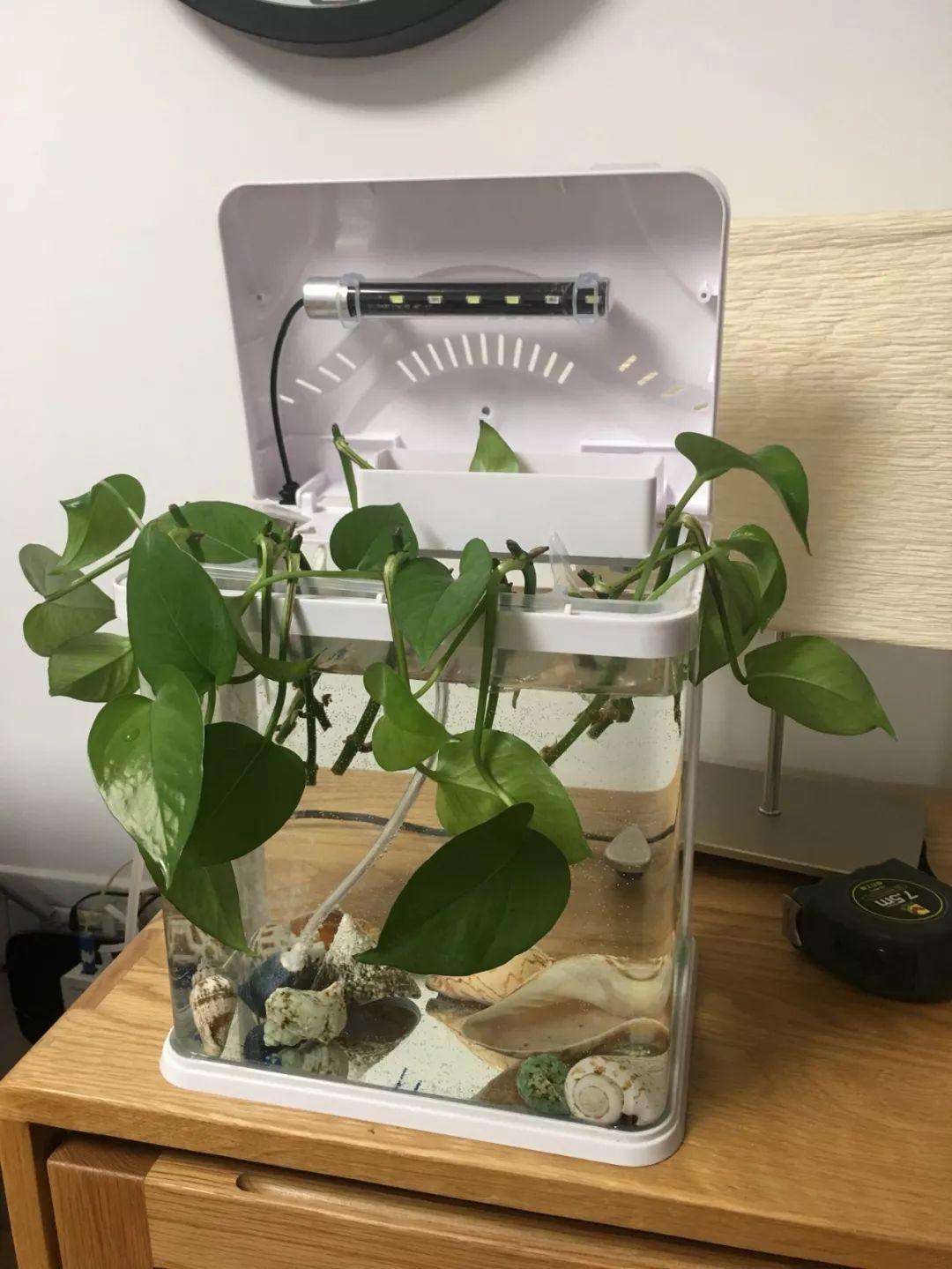 绿萝能直接泡鱼缸里养吗,绿萝枝叶放在鱼缸中会释放氧气吗