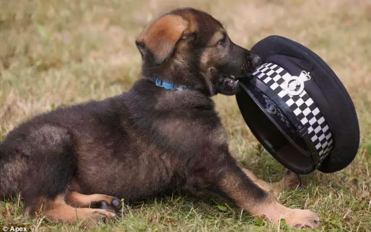 狗狗当警犬是自愿的吗,狗狗当护卫