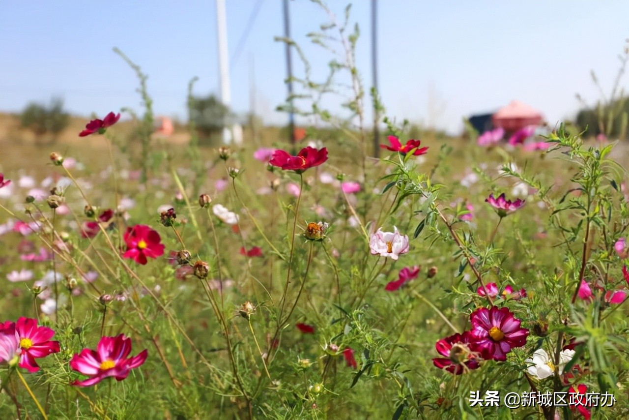 田园风光美如画乡村旧貌换新颜,乡村振兴绿色田园景如画