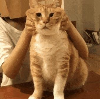 猫咪超过三天不吃东西——小心有疾病潜伏