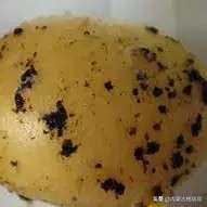 马铃薯豆角病害图谱,马铃薯病害图谱大全