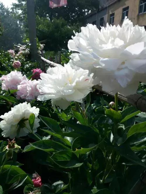 芍药的养护方法,刚买回来的芍药种上以后怎么养护