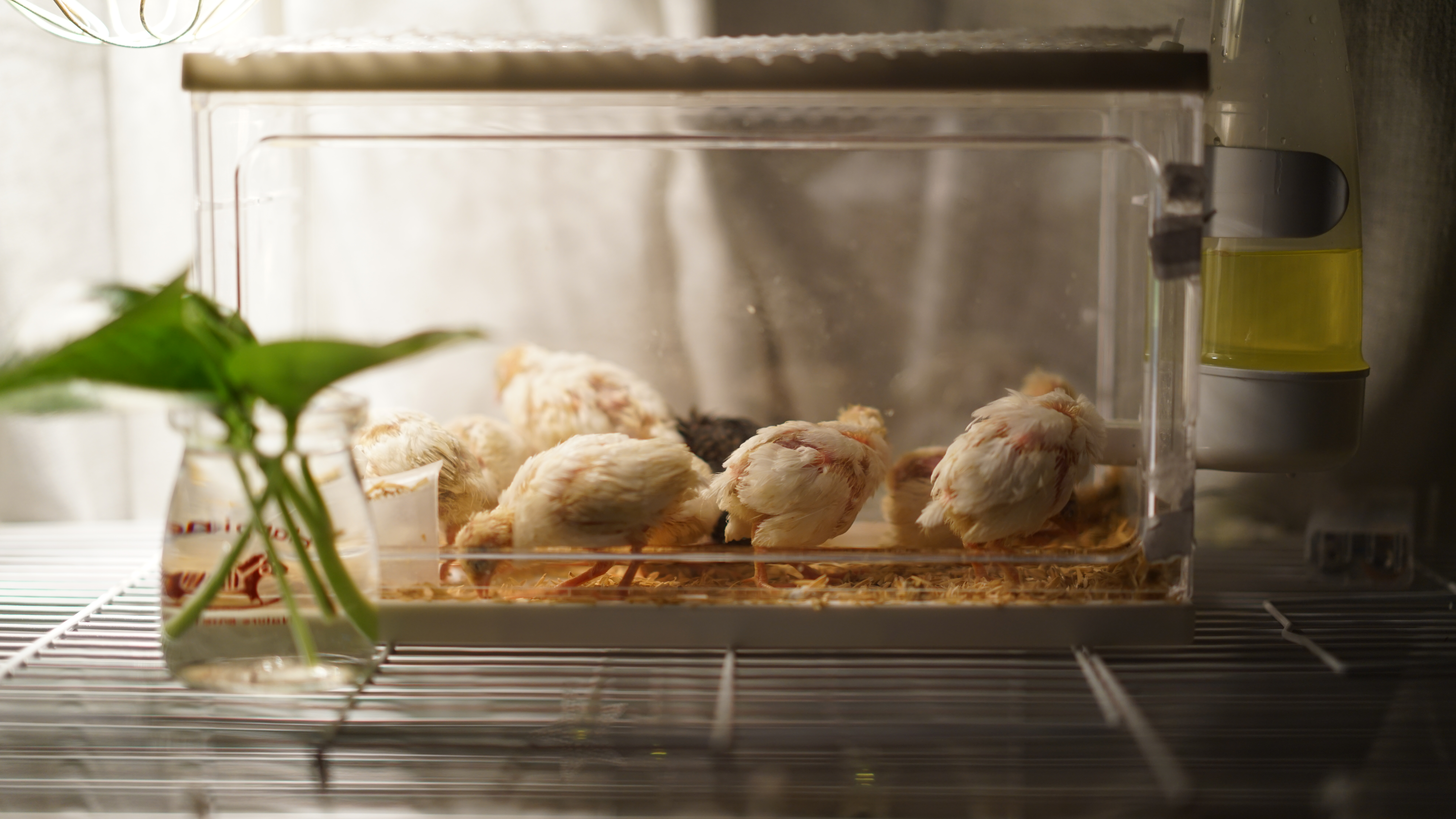 自制小鸡保温育雏箱,用笼子自制小鸡育雏笼