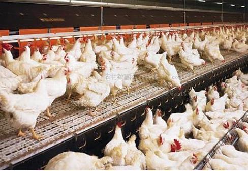 一种养殖肉鸡的方法,肉鸡十大操作