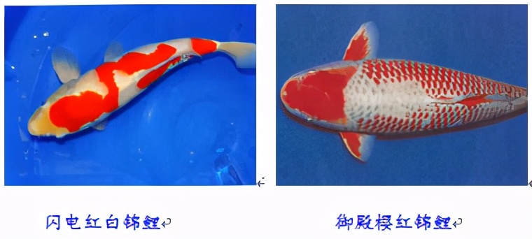 锦鲤鱼怎么养放盐吗,锦鲤用盐浓度