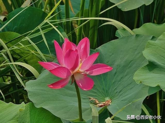 西安浐灞国家湿地公园招聘公告,西安浐灞国家湿地公园旅游