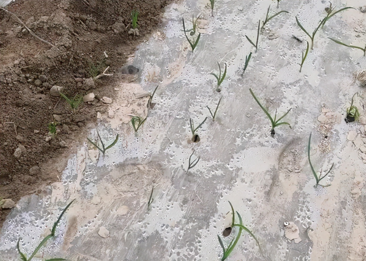 大蒜地里蒜蛆什么时候发生,大蒜打联苯噻虫胺治疗蒜蛆吗