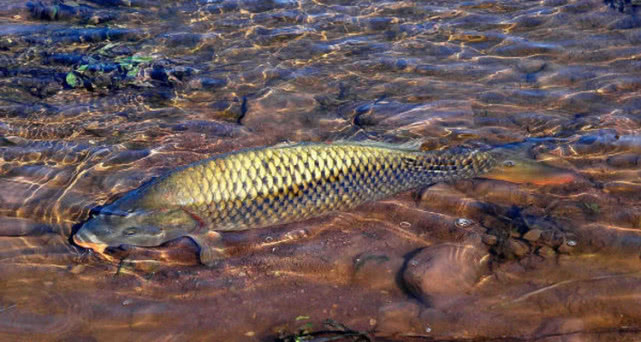 在澳洲的生活是一种怎样的体验：这边的人很懒，非常喜欢钓鱼