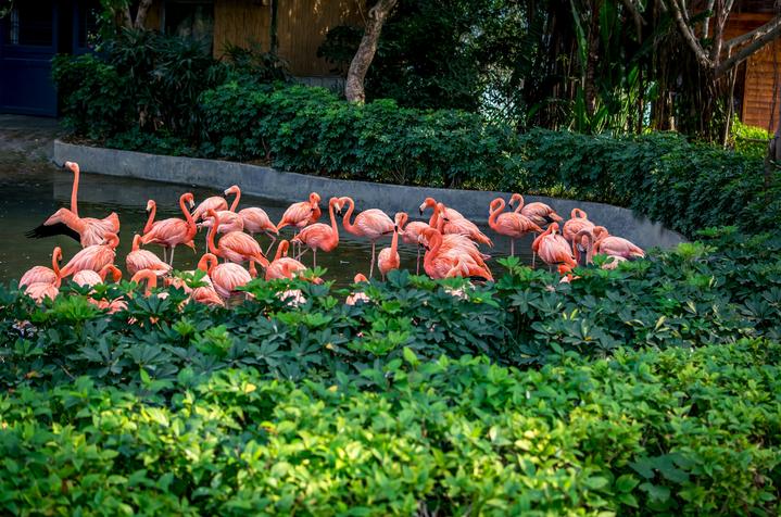 星湖冬日燃情，比落羽杉还要红的是什么？#我和湿地有个约会#