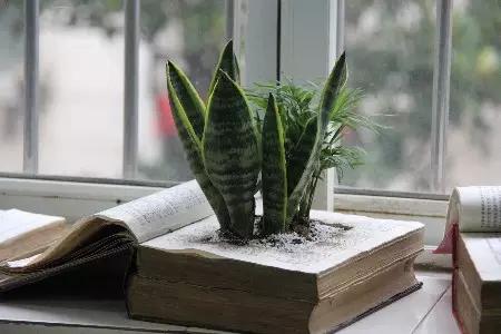 家里花瓶插花放点什么,创意养花花瓶