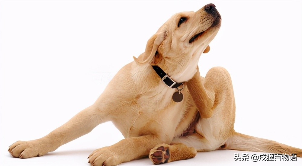 狗狗肾脏引起的贫血,狗狗贫血检查项目