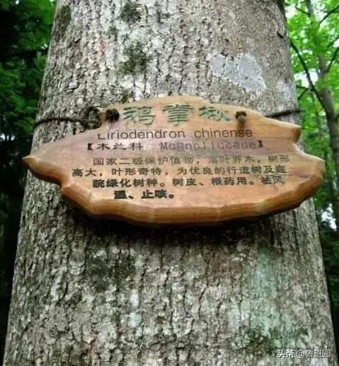 林荫大道木材,鹅掌楸和榉木哪个做家具好