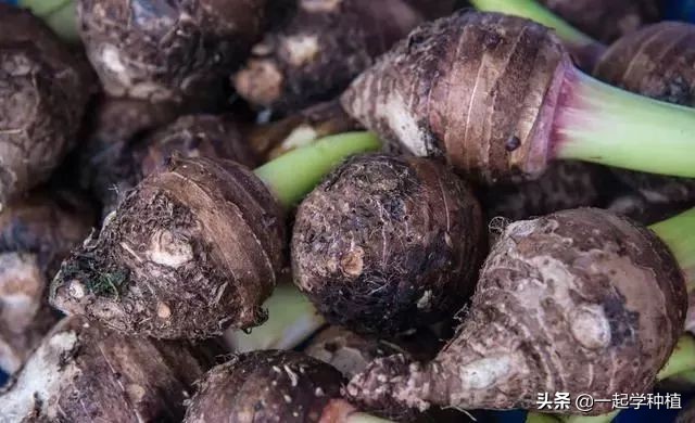 香芋要怎么种植才会产量高,香芋南瓜种植一亩产量