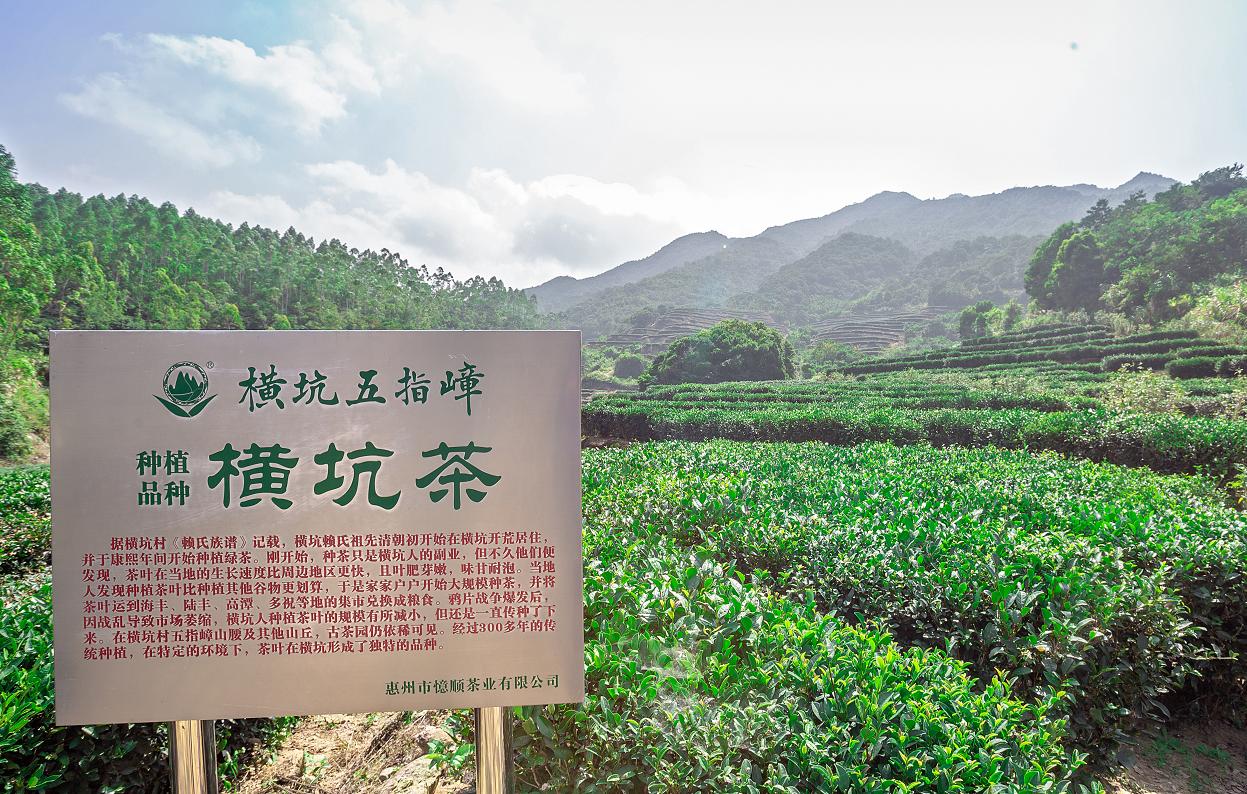 惠东县横坑五指嶂茶叶,横坑五指嶂价格