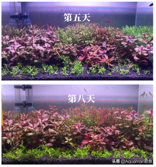 便宜又好养的水草推荐,好养又便宜的水草推荐